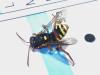 Nomada bifasciata